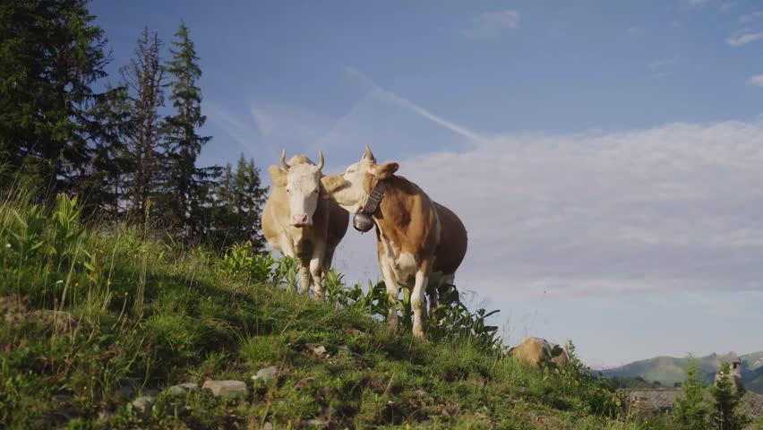 Two brown and white cows gently nuzzle each other on a grassy alpine hillside, surrounded by trees and mountains under a clear blue sky.