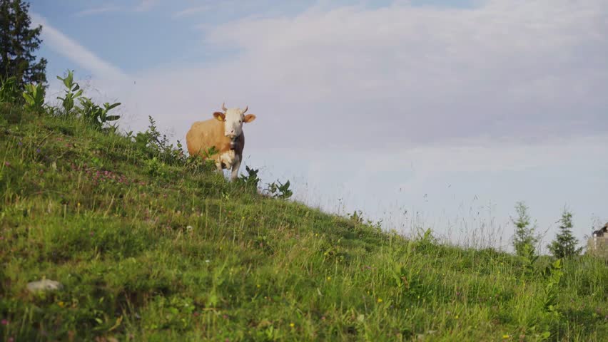 A lone horned cow standing on a green mountain slope beneath a wide blue sky, surrounded by alpine vegetation and peaceful countryside scenery.