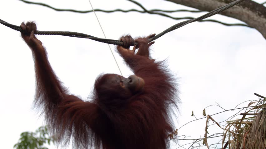 An orangutan uses its long arms to climb across a rope against a cloudy sky