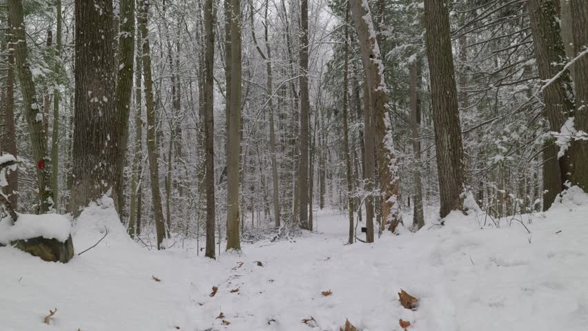 Low static shot showing a snowy forest and trail in Stratham Hill Park in Stratham, NH, USA. There are fallen, dead leaves in the foreground and tall trees surrounding the trail.