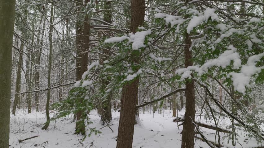 Push through small pine needles on a branch to reveal a pine tree and snowy trail through the woods of Stratham Hill Park in Stratham, NH, USA.