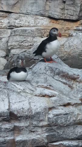 two cute Puffin chillin on rock and training wings