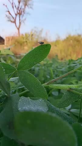 Close-up of a fly sitting on a green leaf with morning dew drops in a field
