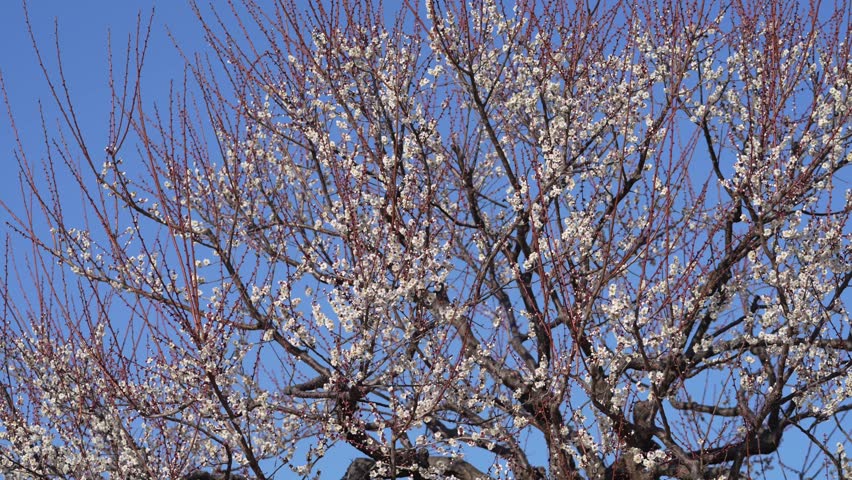 White Ume blossoms or plum blossoms or Japanese apricot blossoms at Kairakuen Park or Kairakuen Garden 