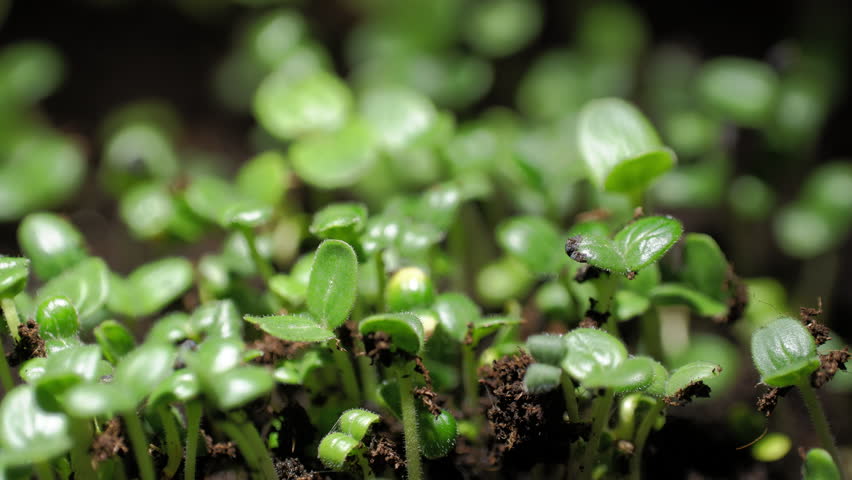 Macro shot of seeds growing into a small plants with fresh green leaves over time.