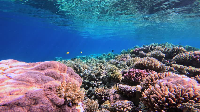 Underwater coral reef landscape with tropical fish and clear blue water