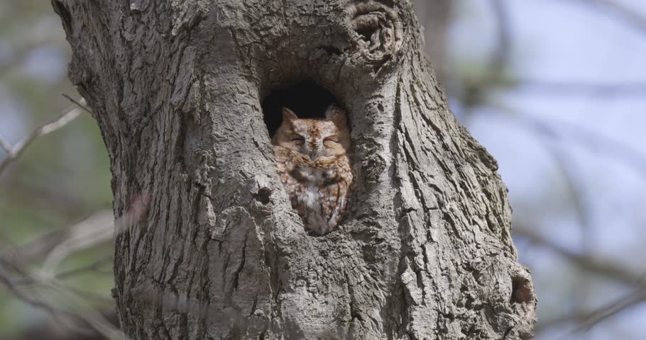 A small screech owl peers out from a tree cavity, blending into the bark and surveying the woodland around it.