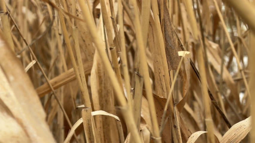 Winter winds blow through a field of brittle, dried cornstalks. The tan leaves rub against one another as they sway, producing a constant gentle rustling and a light clicking sound.