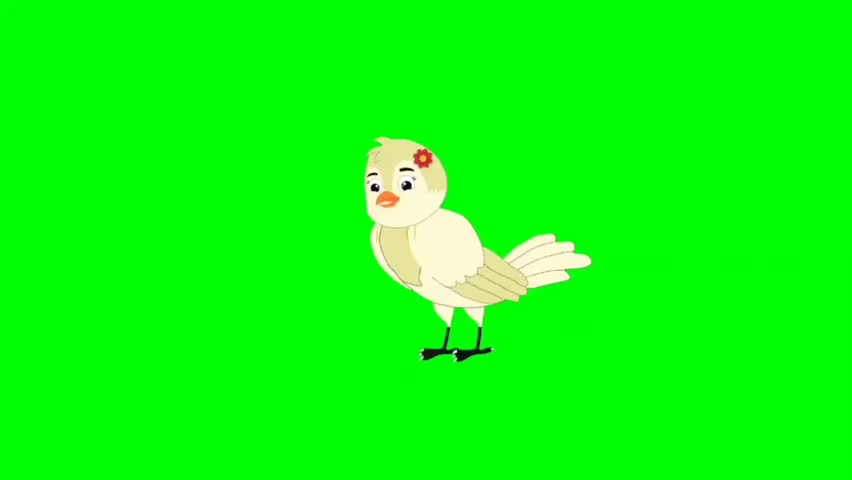Bird talking cartoon characters with green screen video animation with chroma key 