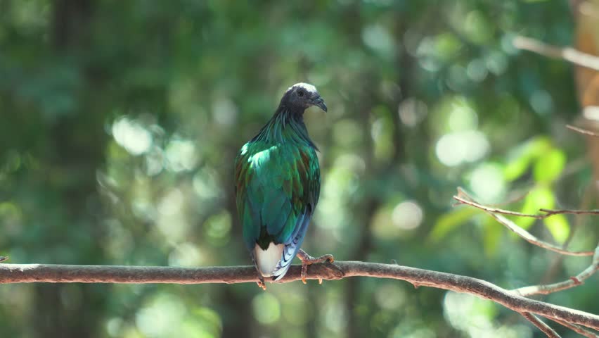A nicobar pigeon or nicobar dove, one speciman of small bird in colorful green feather is standing on tree