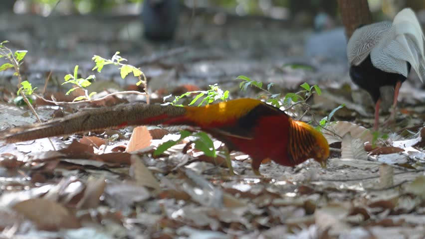 A golden pheasant, one specie of chicken with colorful vibrant red and yellow like golden feather during walking on dirt ground. Animal portrait footage.