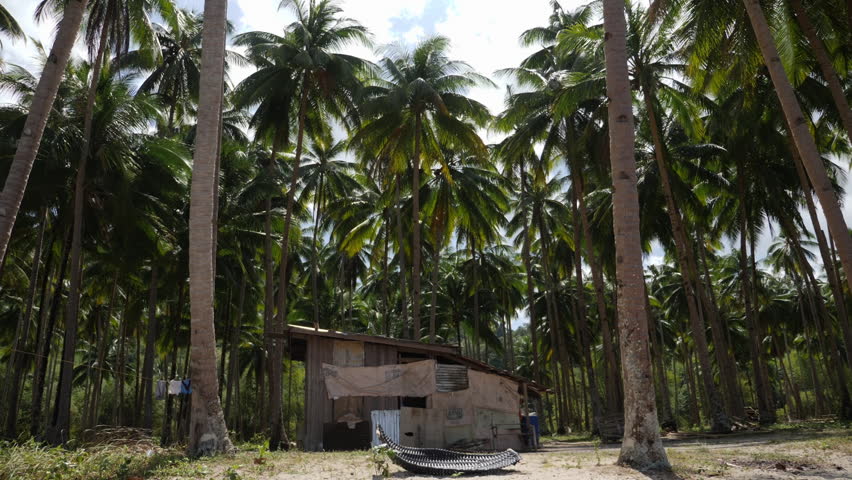 Hut on a beach in Port Barton, Philippines, surrounded by Palm trees