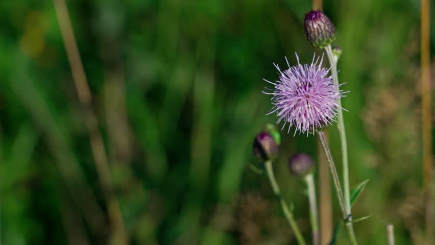 Field thistle flower Cirsium arvense on a stem. A round pink flower. Nearby on the stem is an unopened, basket-like bud. Bokeh background.