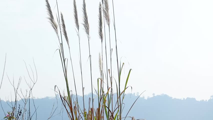 Tall wild grass standing against a soft blue backdrop of distant hills under a clear sky. The peaceful rural landscape highlights natural vegetation, minimal scenery, and open countryside atmosphere with ample copy space.