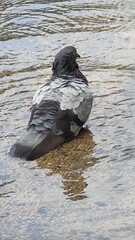 Pigeon bathing in shallow water puddle on concrete ground in urban city environment. Close up wildlife video of grey feral pigeon washing feathers and splashing water in natural daylight. Urban bird behavior captured outdoors in 1920x1080 Full HD.