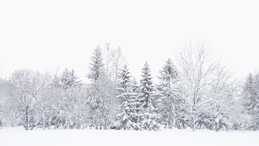 Line of deciduous and coniferous trees in snowy winter landscape