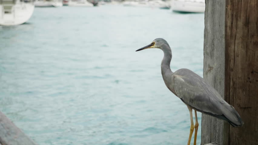 50FPS Slow Motion Ready. A high-quality close-up of a White-faced Heron standing on a weathered timber pier in Lavender Bay, Sydney Australia. The bird displays its characteristic blue-grey plumage and white face markings. The background features the soft focus of shimmering harbour.