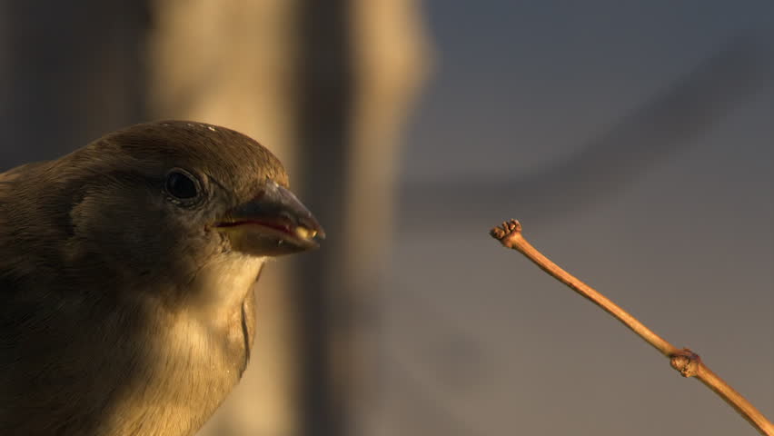 Close up face of house sparrow eating seeds in golden hour lighting
