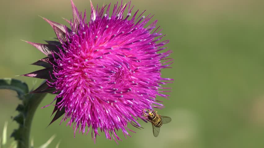 Flying Bumble Bees Insects Collecting Pollen on Thorns Flower, Pollinating Thistles, Mountains Desert Medicine Plants, Bumblebee
