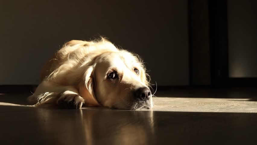 A golden retriever lays comfortably on a shiny wooden floor, enjoying warm sunlight streaming into the room in the late afternoon. Its expression is calm and peaceful.