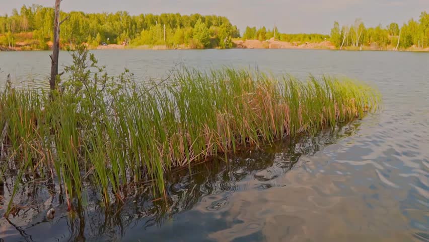 Small lake in the forest. Reeds grow on the shore of the lake. Thickets of reeds on the shore of the lake, waves on the surface of the lake.