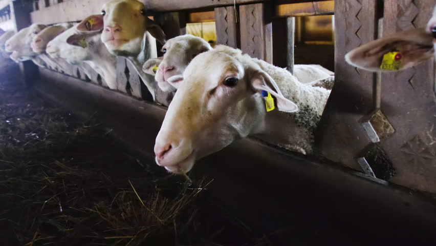 Faces of young sheep peek from behind barrier in warm barn pen closeup. Small livestock breeding for wool and milk at countryside husbandry