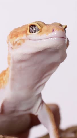 A leopard gecko licks its lips while perched on a branch against a white background