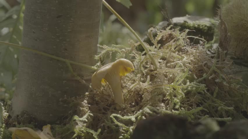 Close up of a yellow mushroom habitat with a tree and some moss