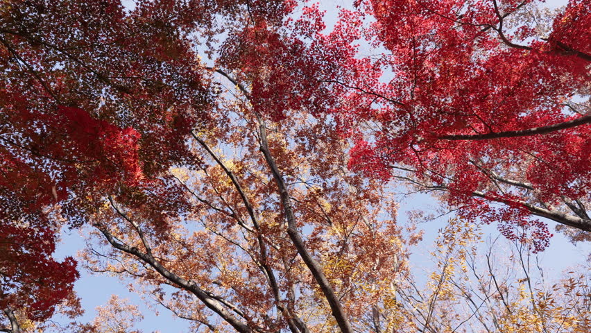 Vibrant red maple leaves under a clear blue sky in autumn.