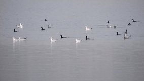 a flock of birds, likely Black-headed gulls (Chroicocephalus ridibundus), swimming and flying over a body of water - Powered by Shutterstock - Get 15% off with code: PIKWIZARD15