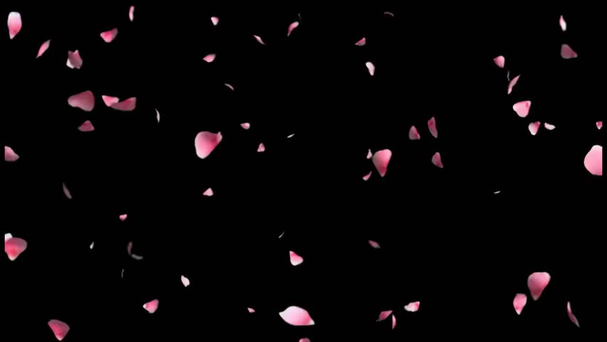 Pink flower petals floating gently across black background 

