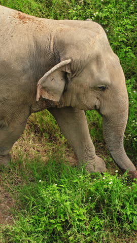 Young Asian elephant grazing on green grass in tropical wildlife sanctuary, peaceful herbivore feeding in natural outdoor habitat. High quality 4k footage