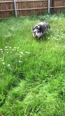 Closeup Of Black And White Pig Walking In long Green Meadow  Grass In Spring Time 