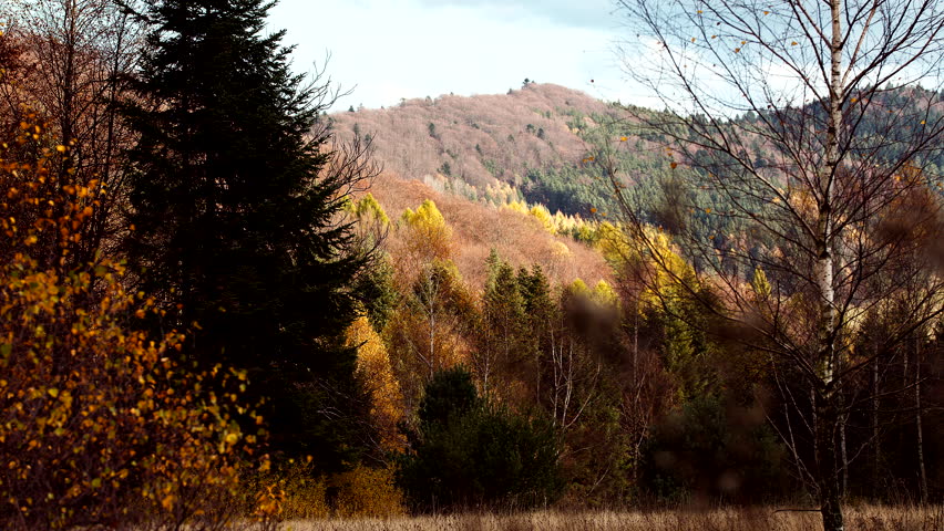 Scenic autumn forest landscape with rolling hills covered in colorful foliage. Golden birch trees contrast with dark evergreen woodland under soft natural light. Peaceful countryside scenery ideal for seasonal, travel and environmental themes.