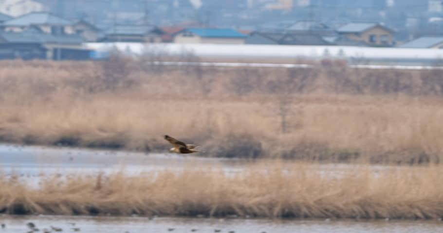  Juvenile prey bird of eastern marsh harrier flying over the swamp looking for food