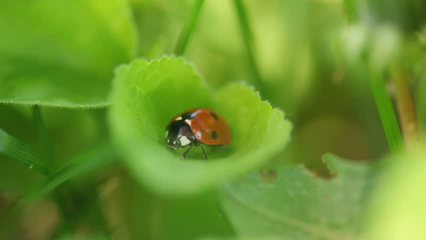 Small ladybird in the garden