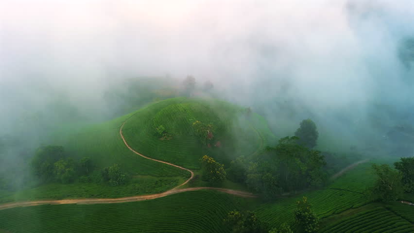 Breathtaking drone shot of rolling green tea plantations in Phu Tho, Vietnam, emerging through thick white clouds at dawn.