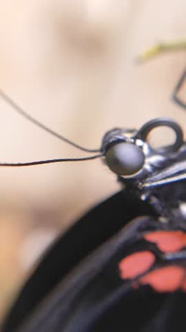 Extreme macro shot of a butterfly