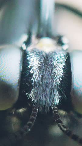 Extreme macro shot of a butterfly