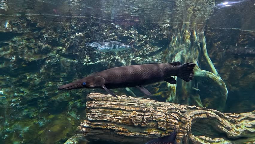 Arapaima fish is swimming in aquarium, Chiangmai Thailand