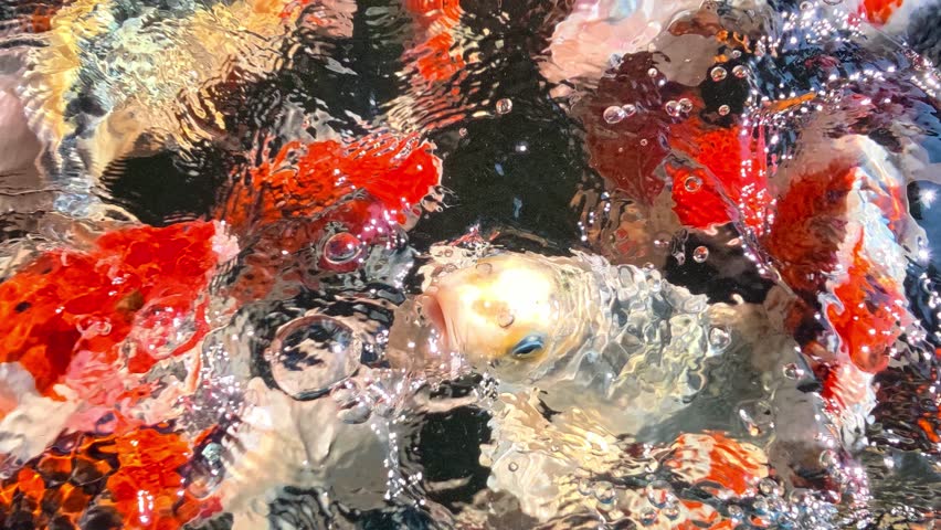 Colorful fancy carps or koi fishes swimming in a pond, indoor Chiangmai Thailand.