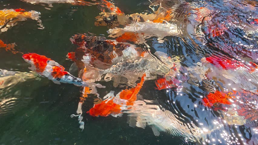 Colorful fancy carps or koi fishes swimming in a pond, indoor Chiangmai Thailand.