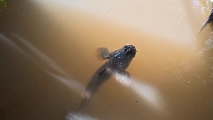 Mudskippers are holding on the root , indoor Chiangmai Thailand.