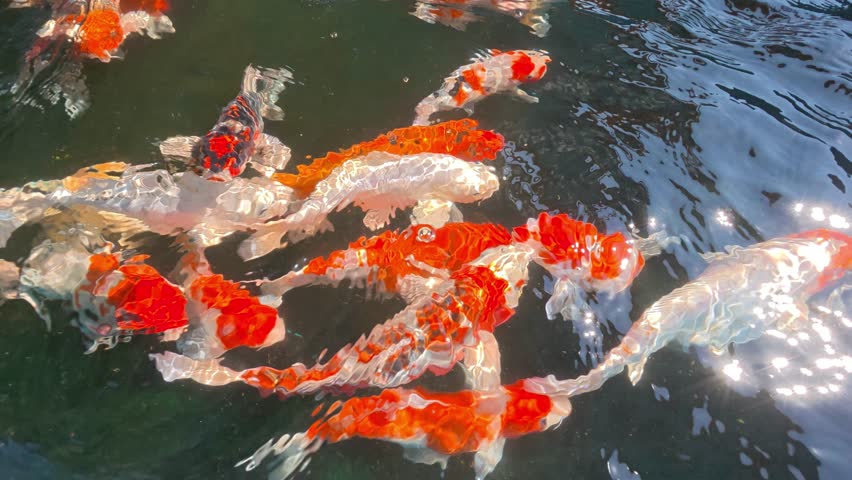 Colorful fancy carps or koi fishes swimming in a pond, indoor Chiangmai Thailand.