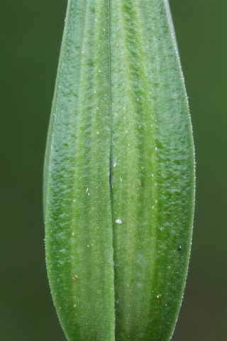 A close-up, macro shot of a vibrant green seed pod slowly opening, revealing a dark, mysterious interior. The soft natural lighting highlights the textures and delicate details, suitable for concepts of growth, nature, or secrets.