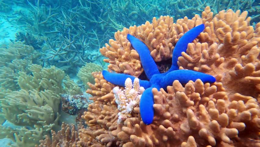 Bue starfish resting on coral reef formation in clear tropical sea. Surrounding corals display different texture and colors. Fish swim nearby in warm water. Diving and exploration of underwater beauty