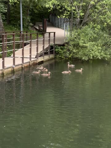 A group of geese or ducks swims beside a wooden boardwalk over still green water in a lush green natural park