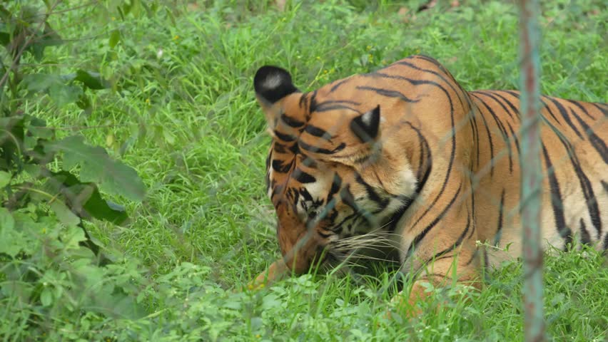Tigers are roaming around the zoo.