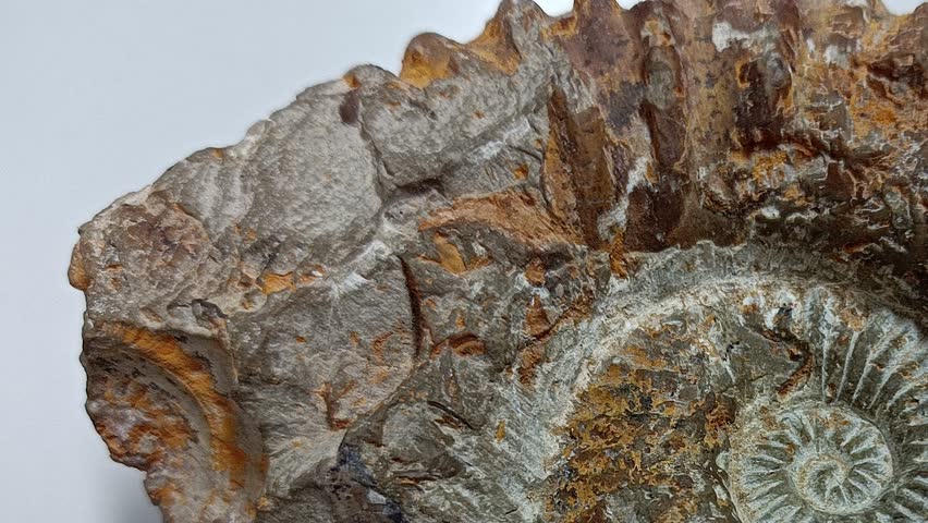 Close Up of Petrified Ammonite Fossil