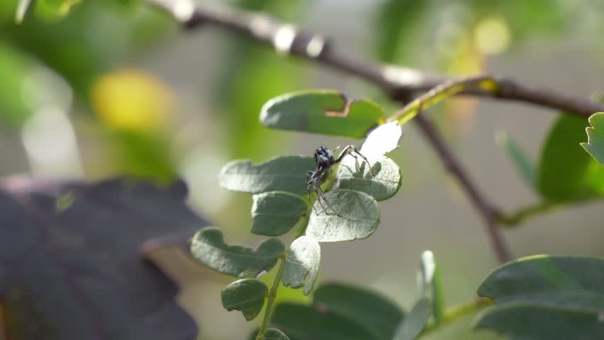 Jumping Spider Crawling On Leaves - Close Up